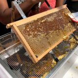 Atelier Apiculture : 20 kg de miel !