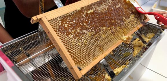 Atelier Apiculture : 20 kg de miel !