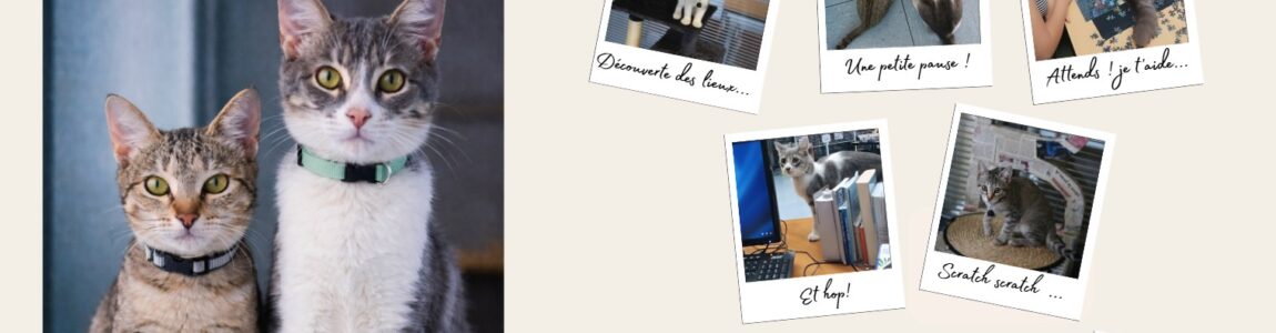 Chats au CDI : un projet éducatif et apaisant