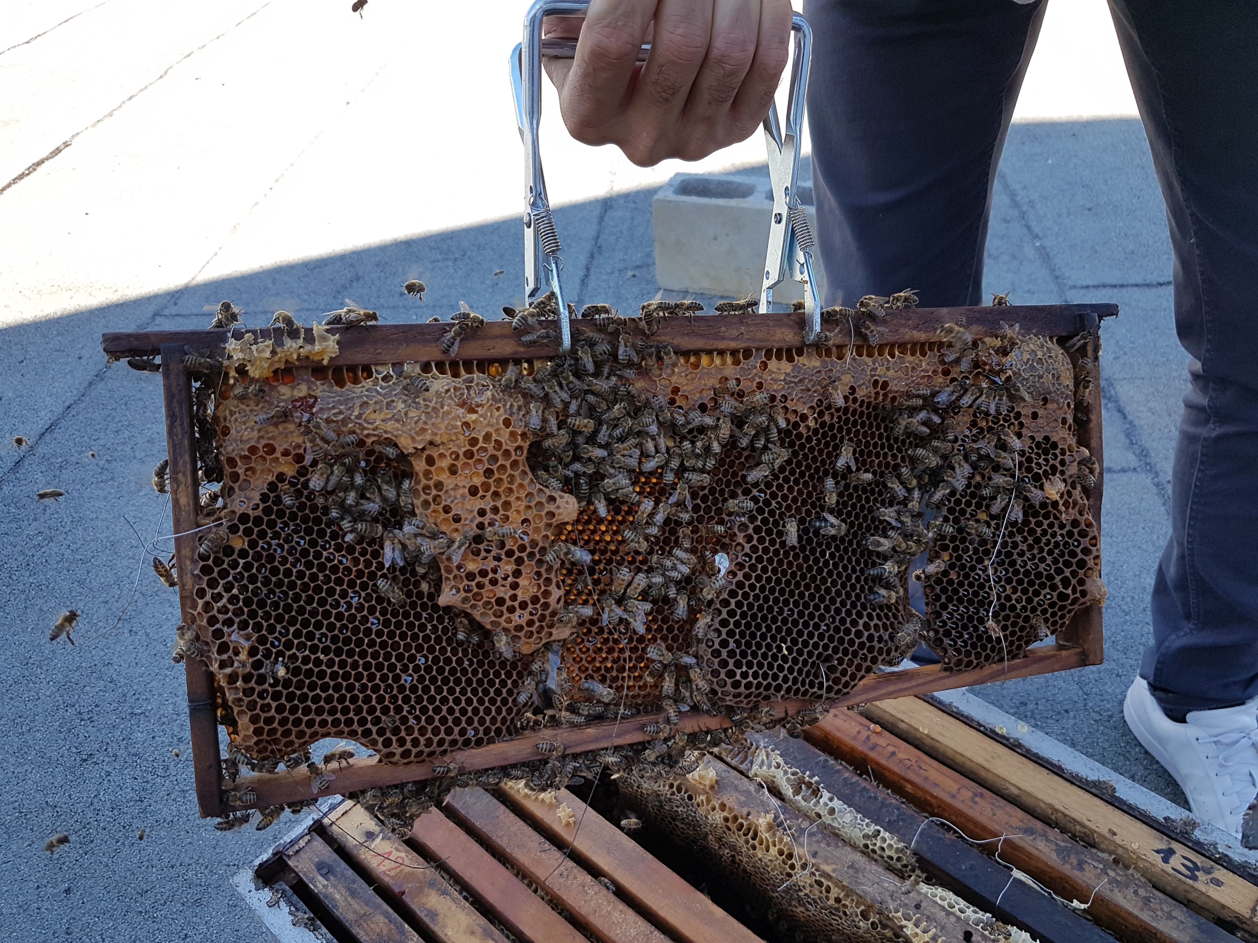 Les abeilles sont arrivées !!!!