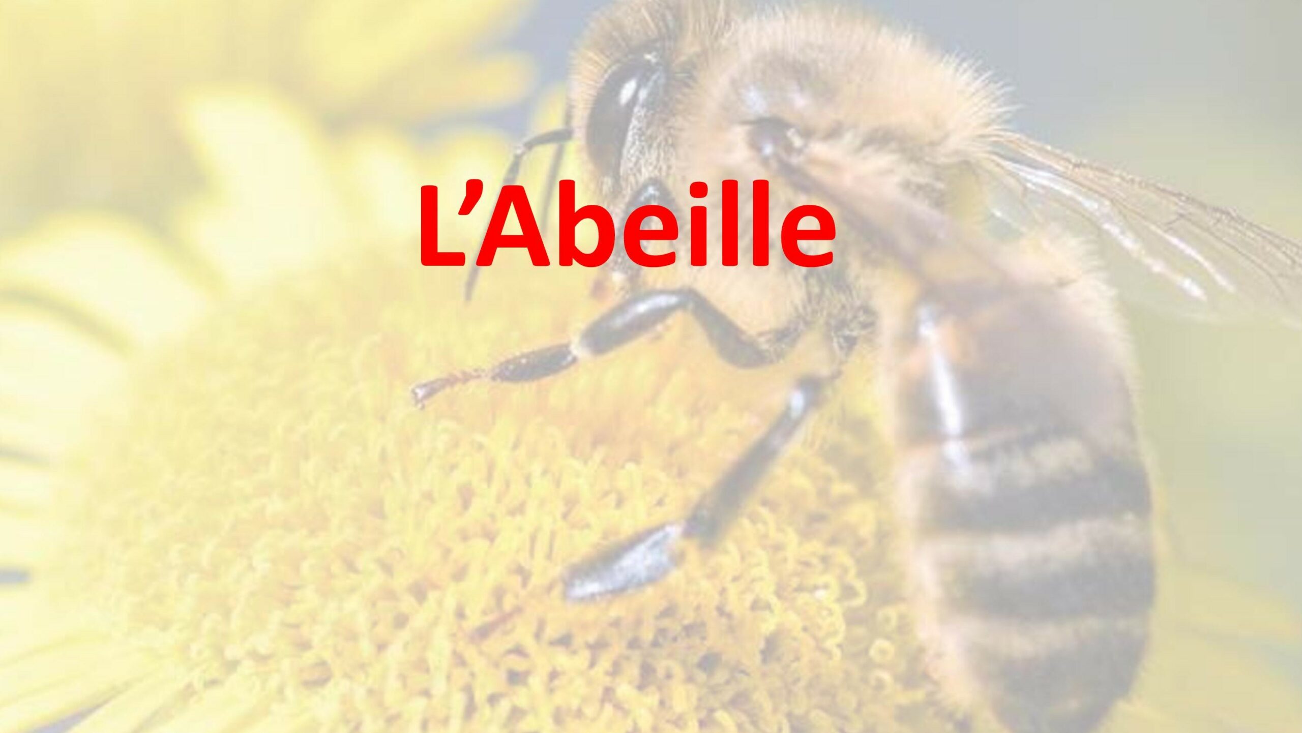 Panneaux d’information sur l’apiculture