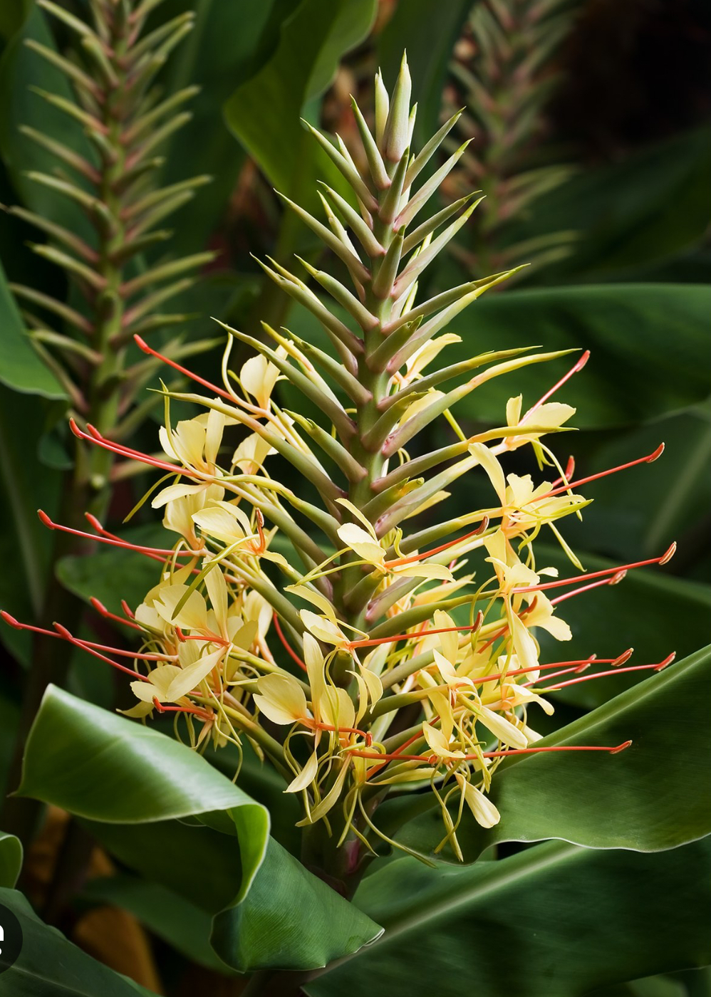 Chantier participatif de lutte contre les Espèces Exotiques Envahissantes