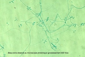 Tropifun - Beauveria au microscope