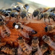 #4 : petites déconvenues chez les abeilles !