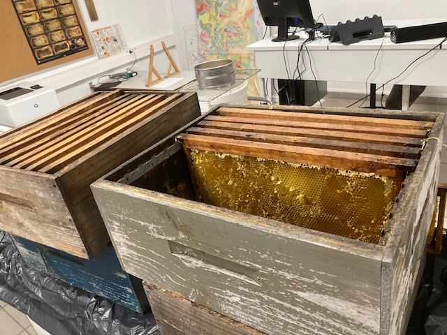 Récolte de miel au lycée